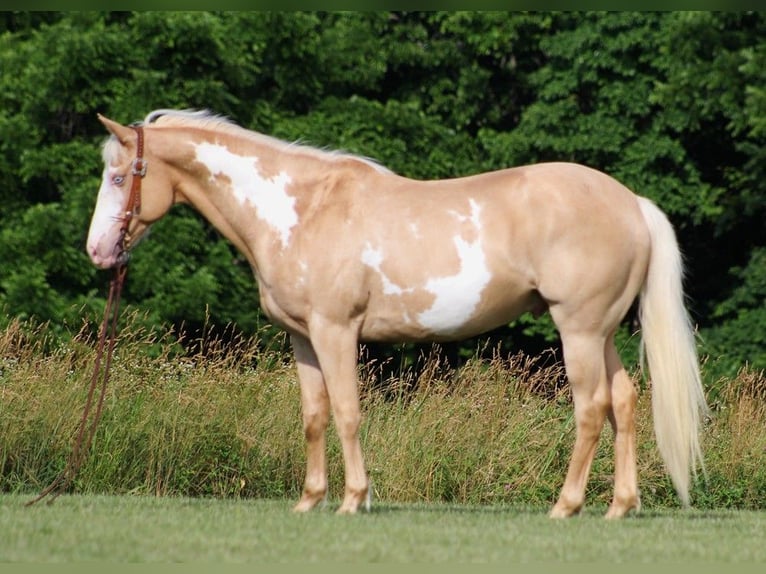 Quarter horse américain Hongre 13 Ans 160 cm Overo-toutes couleurs in Brodhead KY