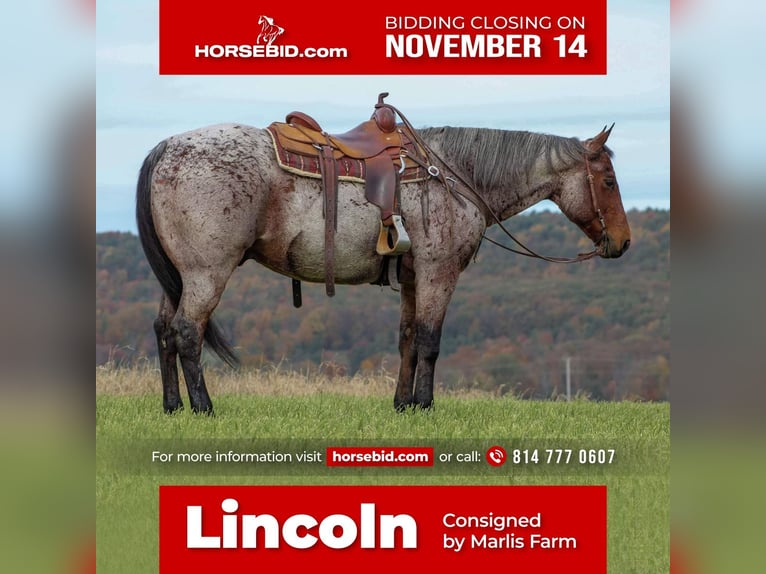 Quarter horse américain Croisé Hongre 13 Ans 160 cm in Rebersburg, PA