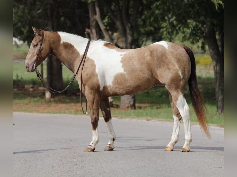 Quarter horse américain Hongre 13 Ans 160 cm Tobiano-toutes couleurs in Stephenville TX