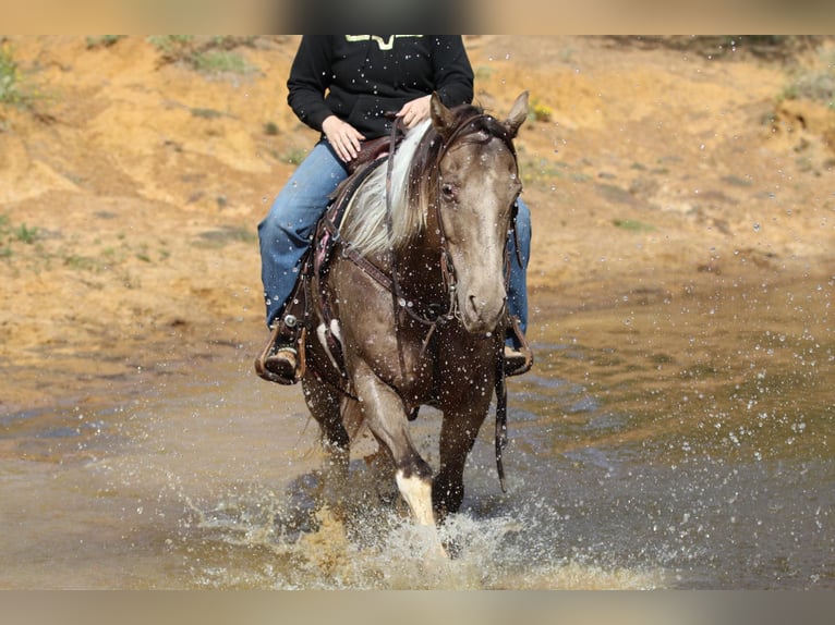 Quarter horse américain Hongre 13 Ans 160 cm Tobiano-toutes couleurs in Stephenville TX