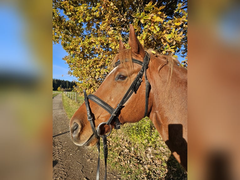 Quarter horse américain Hongre 13 Ans 162 cm Alezan in Oberhaching-Laufzorn