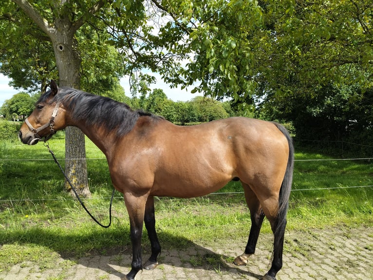 Quarter horse américain Hongre 13 Ans 162 cm Bai clair in Grevenbicht