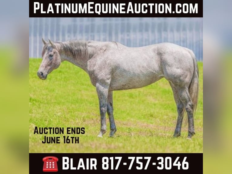 Quarter horse américain Hongre 13 Ans 163 cm Gris in Weatherford TX
