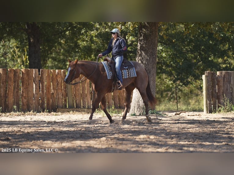 Quarter horse américain Hongre 13 Ans 163 cm Rouan Rouge in Terrell