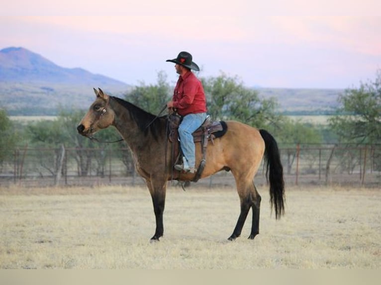 Quarter horse américain Hongre 13 Ans 165 cm Buckskin in Benson, AZ