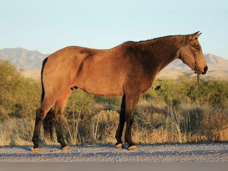 Quarter horse américain Hongre 13 Ans 165 cm Buckskin in Benson, AZ