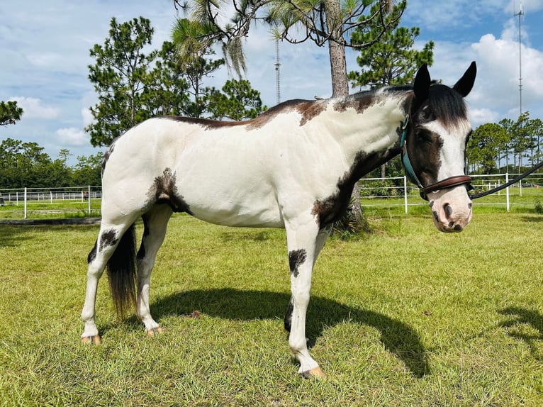 Quarter horse américain Hongre 13 Ans 165 cm Overo-toutes couleurs in Christmas FL