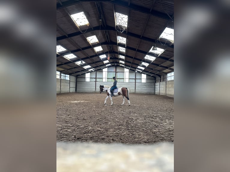 Quarter horse américain Hongre 13 Ans 165 cm Pinto in Deux-Acren