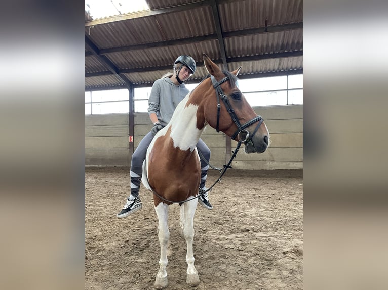 Quarter horse américain Hongre 13 Ans 165 cm Pinto in Deux-Acren