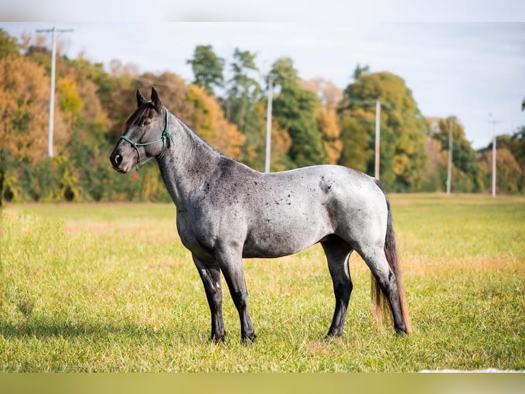 Quarter horse américain Hongre 13 Ans 165 cm Rouan Bleu in Middletown OH
