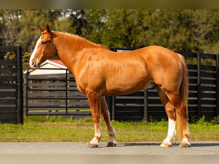 Quarter horse américain Hongre 13 Ans 168 cm Alezan brûlé in Ocala FL