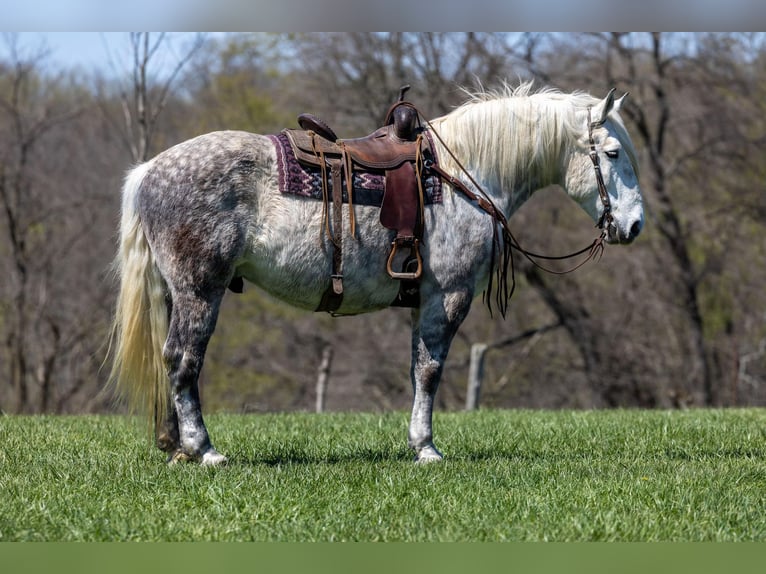 Quarter horse américain Hongre 13 Ans 173 cm Gris pommelé in Ewing KY