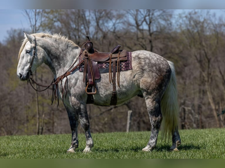 Quarter horse américain Hongre 13 Ans 173 cm Gris pommelé in Ewing KY
