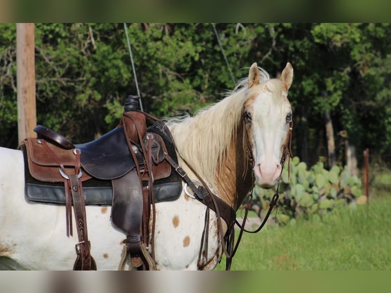 Quarter horse américain Hongre 13 Ans Alezan brûlé in Morgan Mill TX