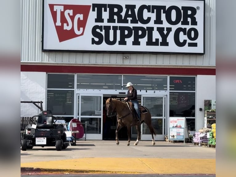 Quarter horse américain Hongre 13 Ans Alezan brûlé in Weatherford TX