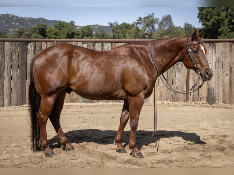 Quarter horse américain Hongre 13 Ans Alezan cuivré in Murrieta, CA
