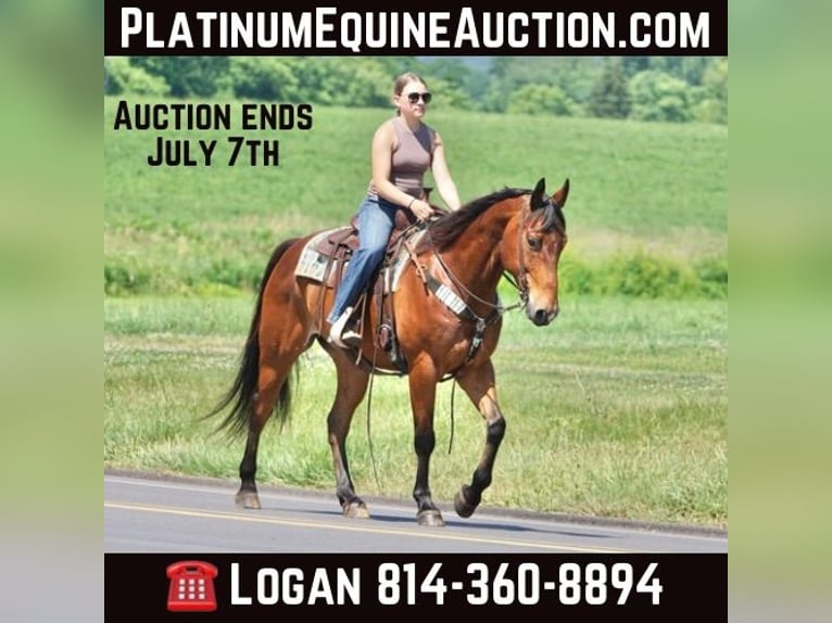 Quarter horse américain Hongre 13 Ans Bai cerise in JERSEY  SHORE, PA