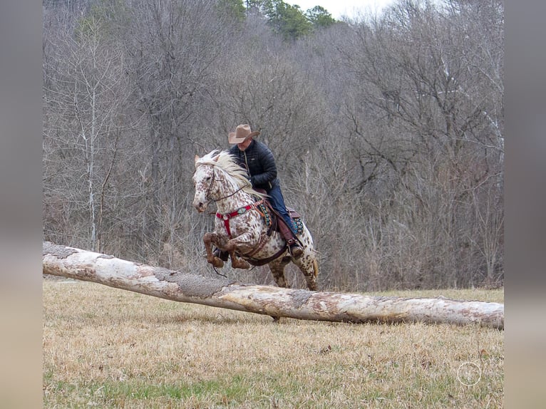 Quarter horse américain Hongre 13 Ans Bai in Mountain Grove MO