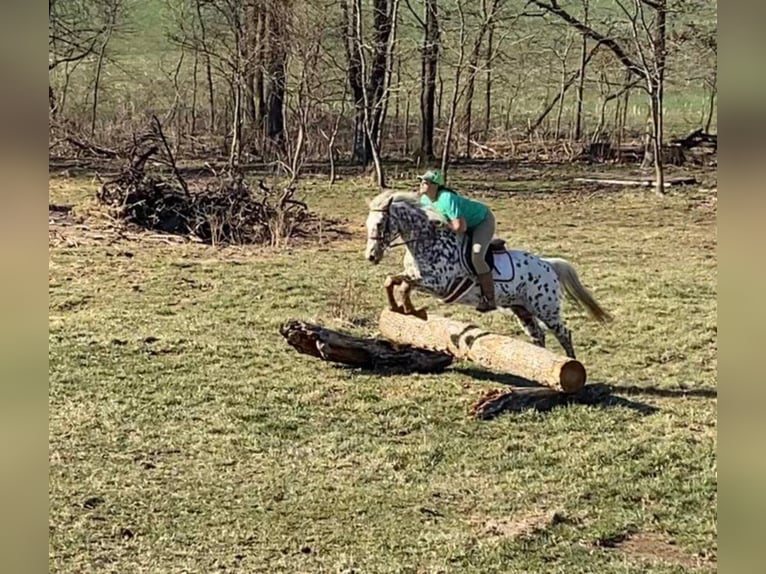 Quarter horse américain Hongre 13 Ans Bai in Mountain Grove MO