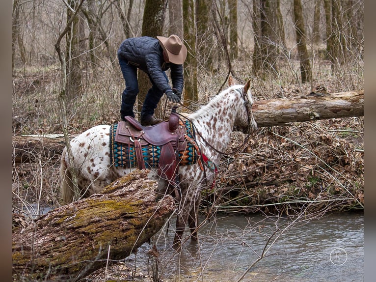 Quarter horse américain Hongre 13 Ans Bai in Mountain Grove MO