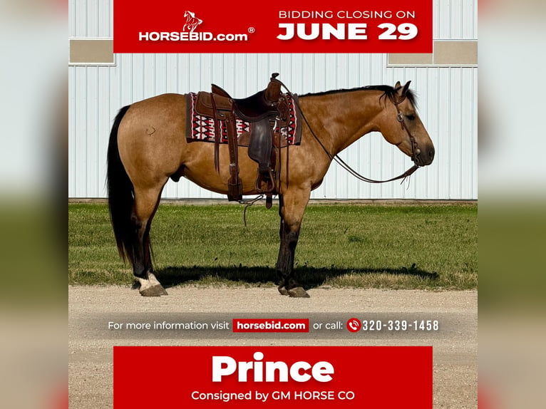 Quarter horse américain Hongre 13 Ans Buckskin in Cannon Falls