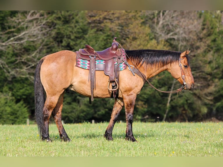 Quarter horse américain Hongre 13 Ans Buckskin in Clarion
