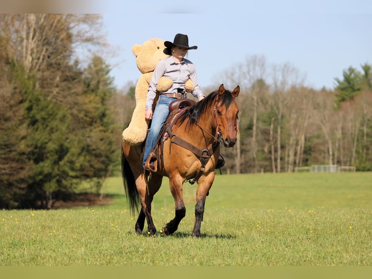 Quarter horse américain Hongre 13 Ans Buckskin in Clarion