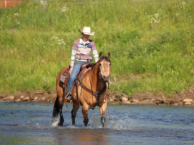 Quarter horse américain Hongre 13 Ans Buckskin in Clarion