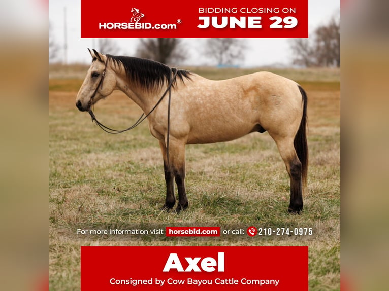 Quarter horse américain Hongre 13 Ans Buckskin in Fredericksburg