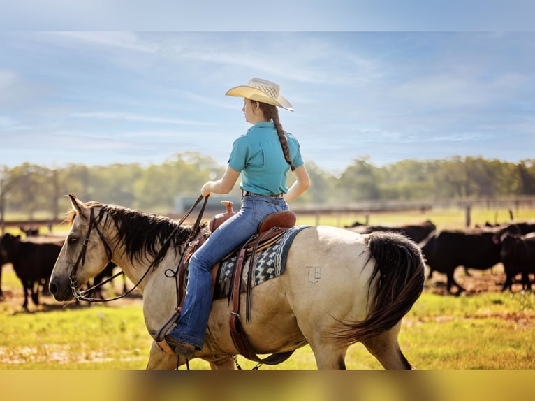 Quarter horse américain Hongre 13 Ans Buckskin in Fredericksburg
