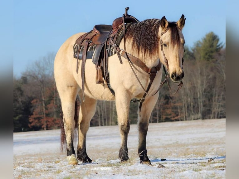 Quarter horse américain Croisé Hongre 13 Ans Buckskin in Clarion, PA