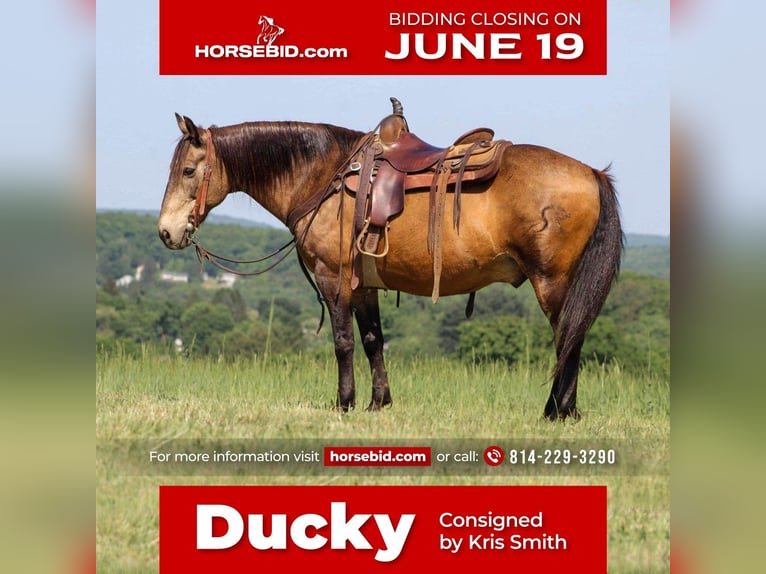 Quarter horse américain Hongre 13 Ans Buckskin in Clarion, PA
