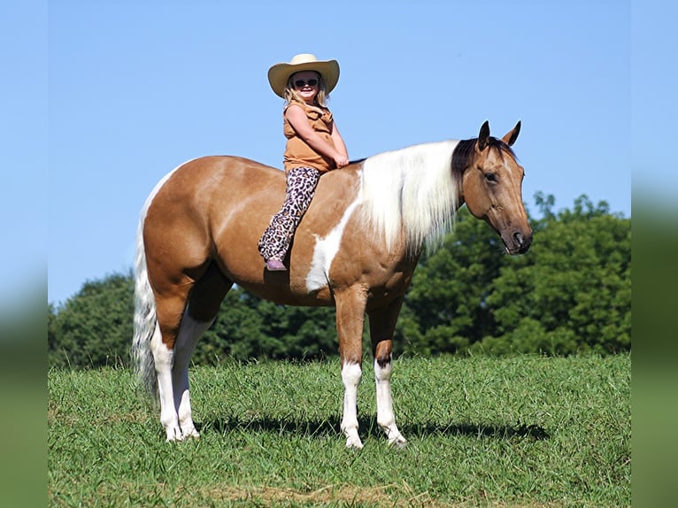 Quarter horse américain Hongre 13 Ans Buckskin in Mount Vernon KY