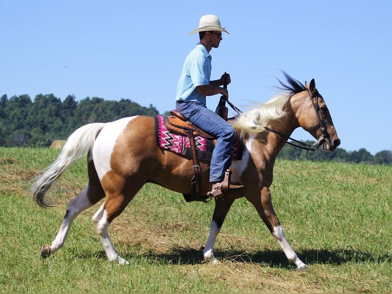 Quarter horse américain Hongre 13 Ans Buckskin in Mount Vernon KY
