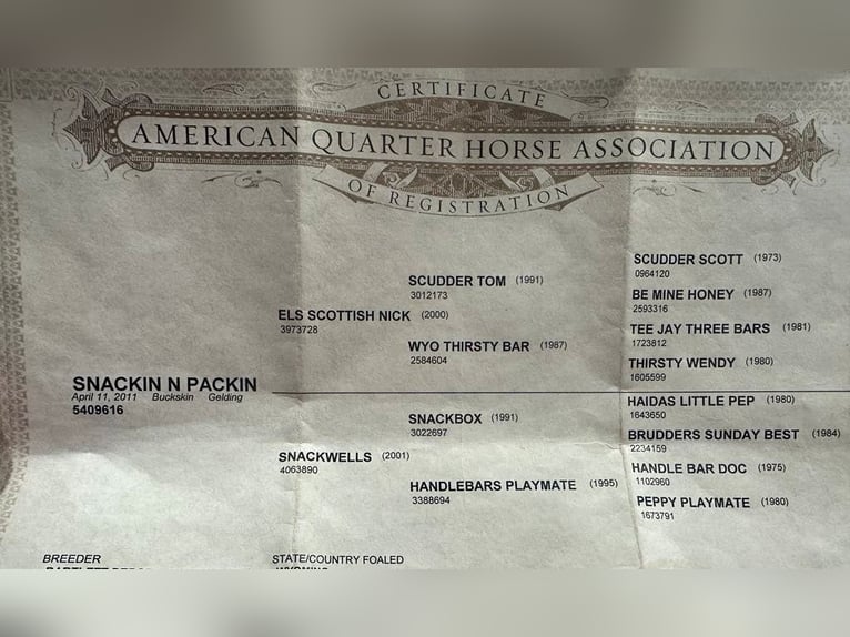 Quarter horse américain Hongre 13 Ans Buckskin in Mount Vernon