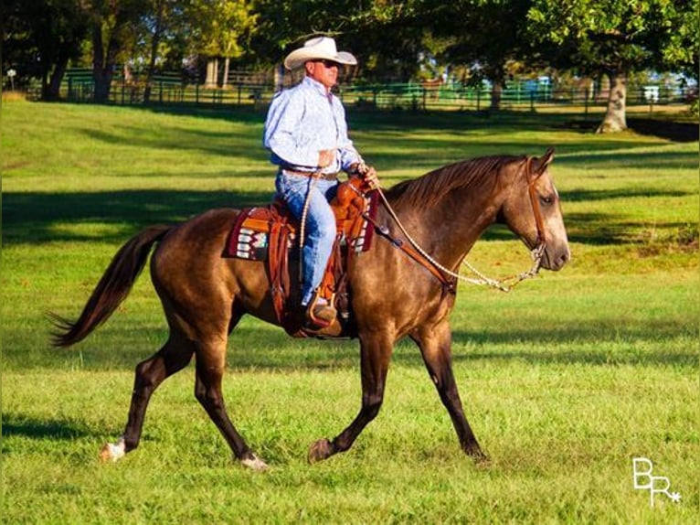 Quarter horse américain Hongre 13 Ans Buckskin in Mountain Grove, MO