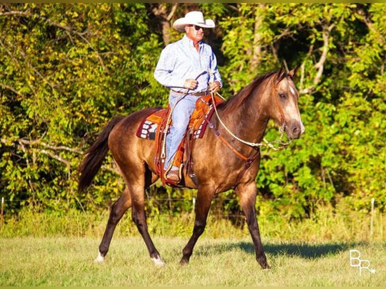 Quarter horse américain Hongre 13 Ans Buckskin in Mountain Grove, MO