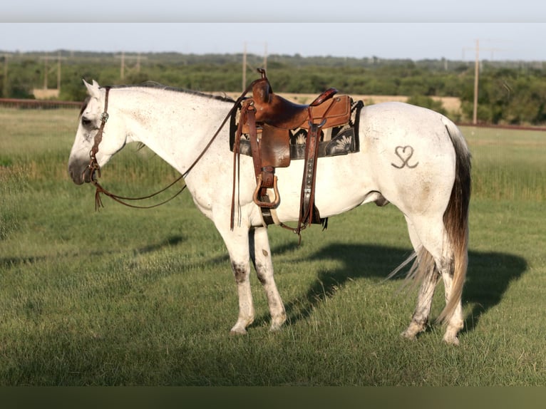 Quarter horse américain Hongre 13 Ans Gris in Mineral Wells
