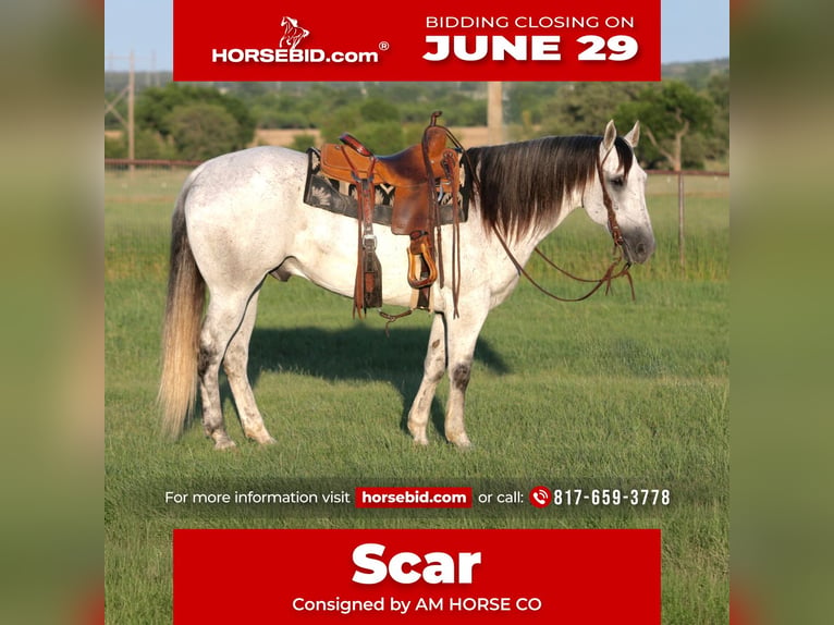 Quarter horse américain Hongre 13 Ans Gris in Mineral Wells