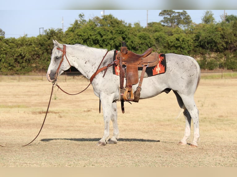 Quarter horse américain Hongre 13 Ans Gris in cleburne TX