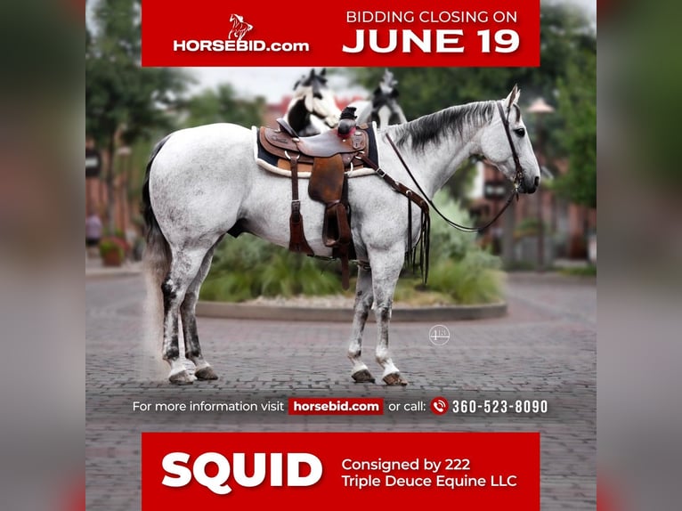 Quarter horse américain Hongre 13 Ans Gris in Weatherford, TX