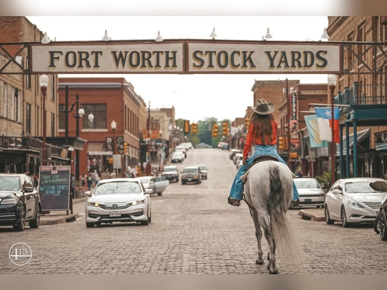 Quarter horse américain Hongre 13 Ans Gris in Weatherford, TX