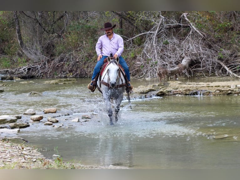 Quarter horse américain Hongre 13 Ans Gris in Stephenville TX