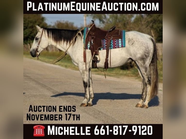 Quarter horse américain Hongre 13 Ans Gris in Stephenville TX