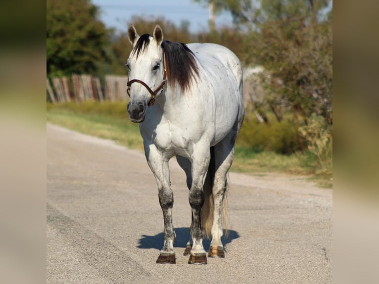 Quarter horse américain Hongre 13 Ans Gris in Stephenville TX