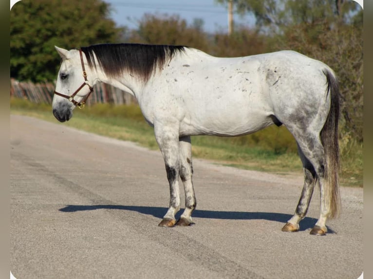 Quarter horse américain Hongre 13 Ans Gris in Stephenville TX