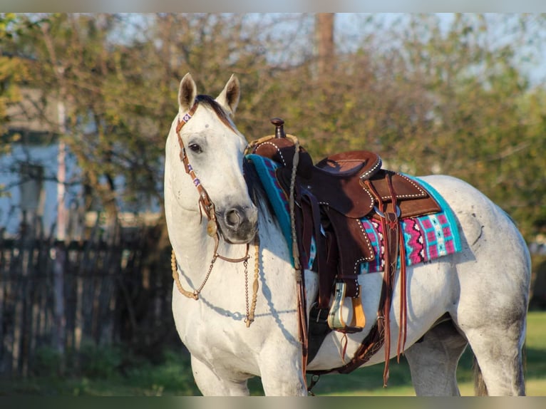 Quarter horse américain Hongre 13 Ans Gris in Stephenville TX