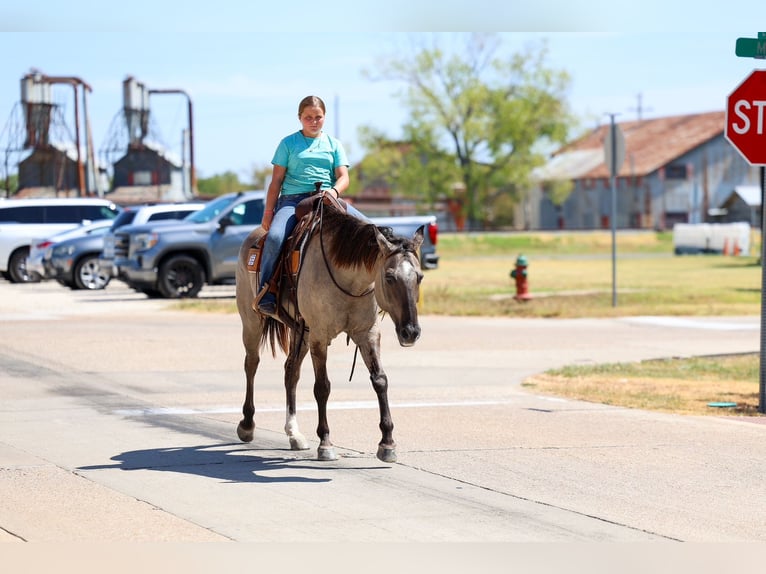 Quarter horse américain Hongre 13 Ans Grullo in Terrell