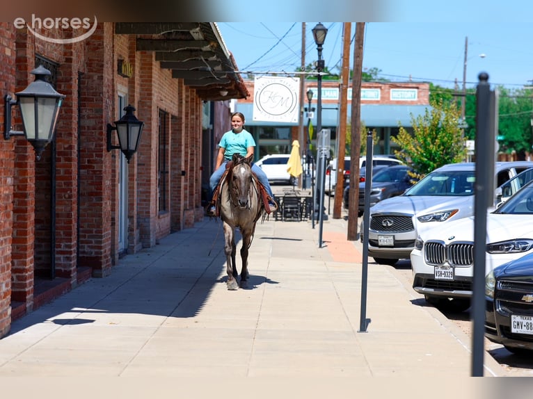 Quarter horse américain Hongre 13 Ans Grullo in Forney