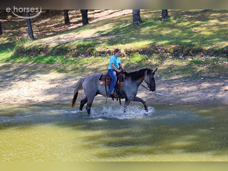 Quarter horse américain Hongre 13 Ans Grullo in Forney